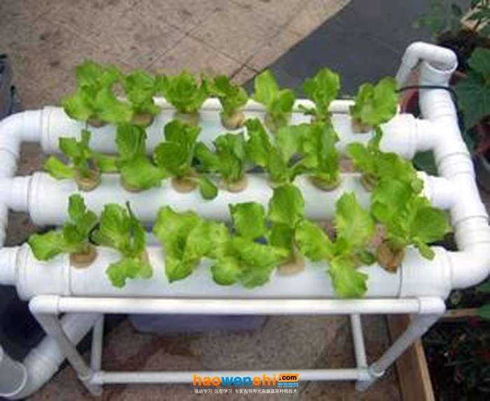 管道栽培.jpg 管道栽培.jpg