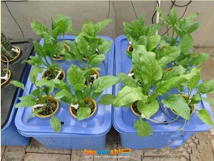 箱式栽培.jpg 箱式栽培.jpg