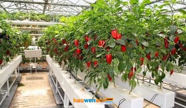 水培 (1).jpg 水培 (1).jpg