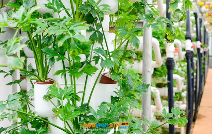 立體水培蔬菜.jpg 立體水培蔬菜.jpg