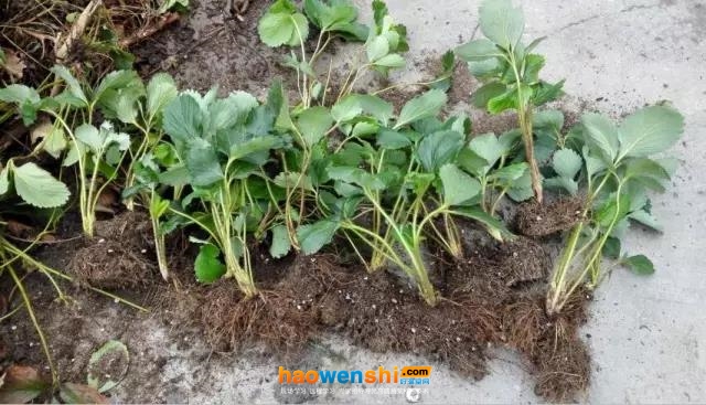 草莓.jpg 草莓.jpg