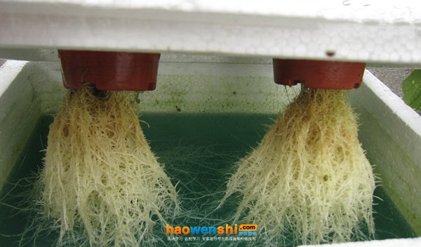 水培蔬菜根系.jpg 水培蔬菜根系.jpg