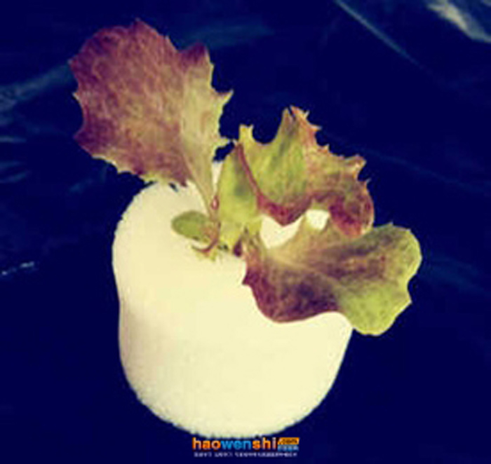 水培定植棉.jpg 水培定植棉.jpg