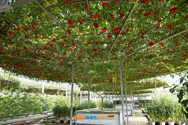 水培西紅柿樹.jpg 水培西紅柿樹.jpg