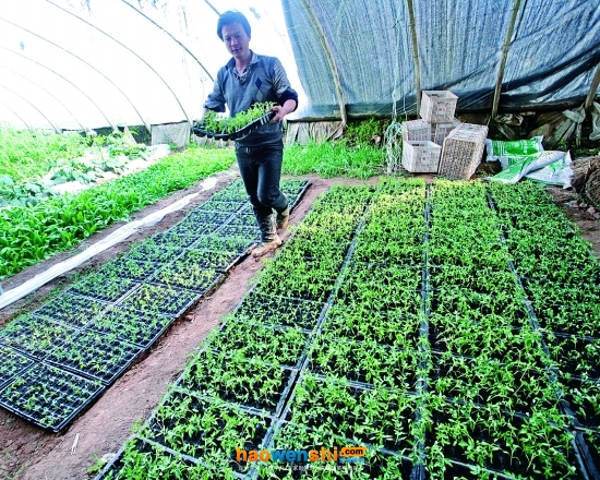 移栽番茄苗.jpg 移栽番茄苗.jpg