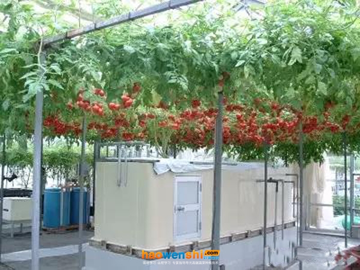 箱房式氣霧栽培.jpg 箱房式氣霧栽培.jpg