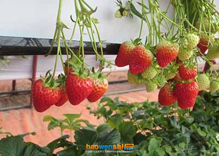 草莓.jpg 草莓.jpg