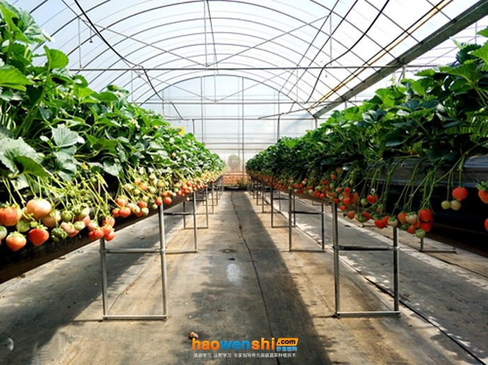 草莓高架基質(zhì)栽培.jpg 草莓高架基質(zhì)栽培.jpg