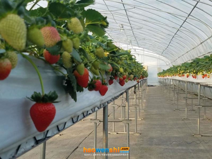 高架基質(zhì)栽培.jpg 高架基質(zhì)栽培.jpg