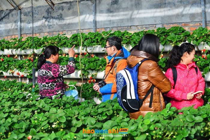 草莓采摘.jpg 草莓采摘.jpg