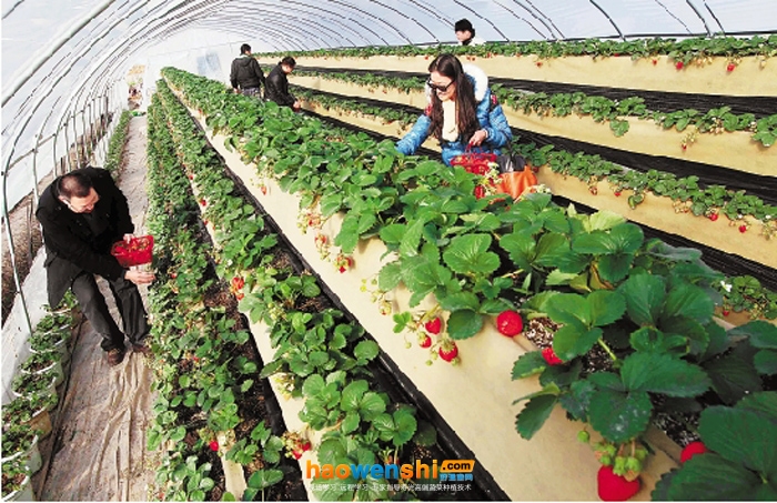 草莓采摘1.jpg 草莓采摘1.jpg