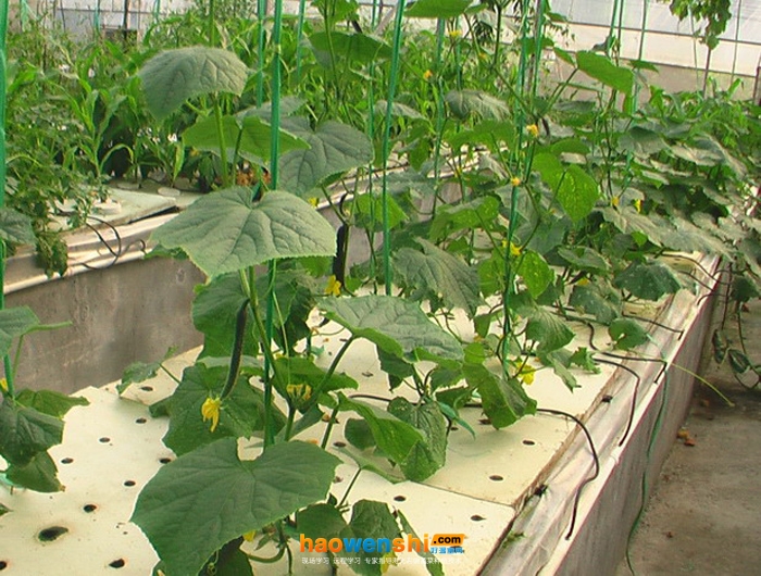 黃瓜氣霧栽培.jpg 黃瓜氣霧栽培.jpg