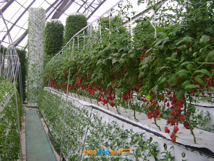 番茄氣霧栽培.jpg 番茄氣霧栽培.jpg
