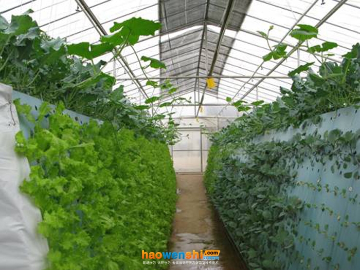 氣霧栽培.jpg 氣霧栽培.jpg