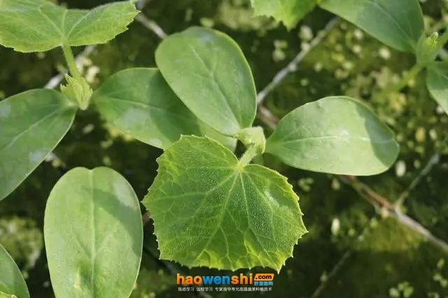 黃瓜苗.jpg 黃瓜苗.jpg