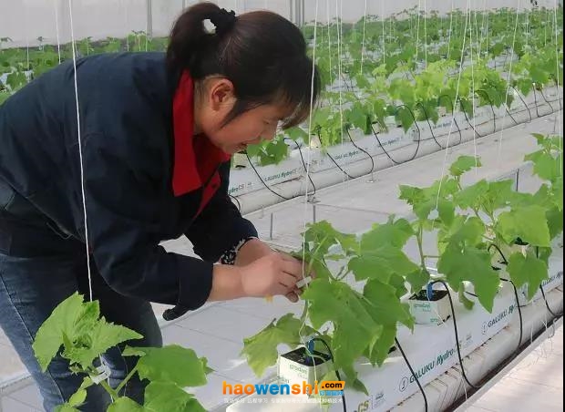 潮汐灌溉式育苗.jpg 潮汐灌溉式育苗.jpg