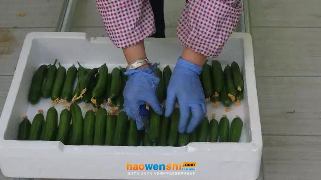 采收.jpg 采收.jpg