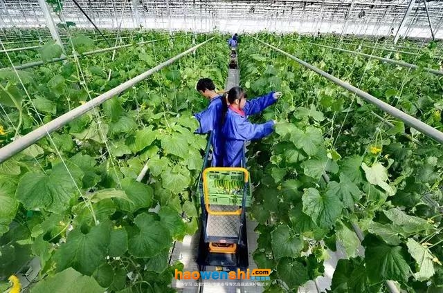 農(nóng)藝管理.jpg 農(nóng)藝管理.jpg