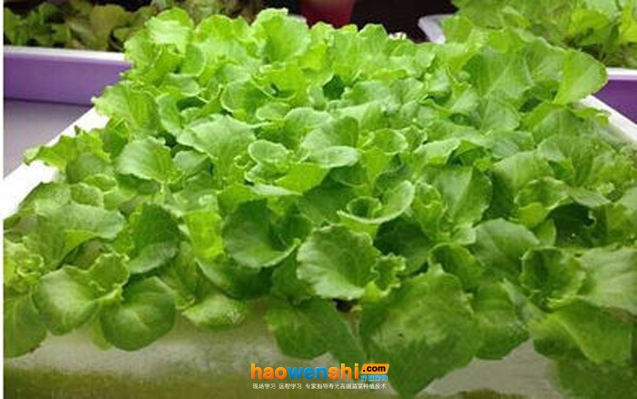 生菜.jpg 生菜.jpg