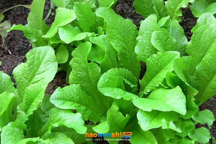 萵苣.jpg 萵苣.jpg