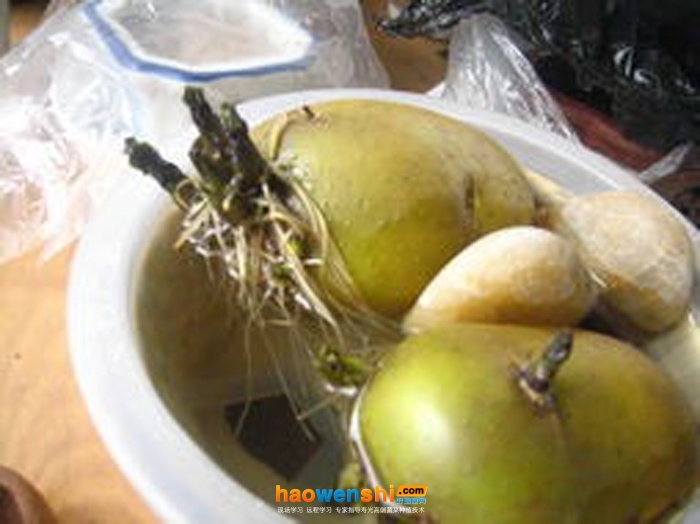 馬鈴薯.jpg 馬鈴薯.jpg