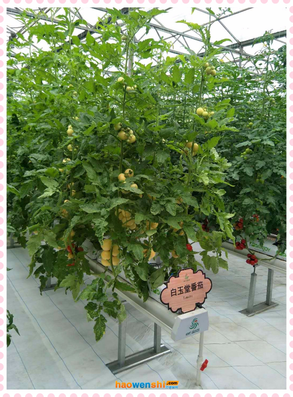 椰糠栽培.jpg 椰糠栽培.jpg