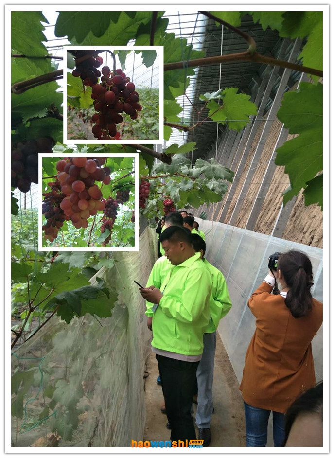 學(xué)員參觀早熟葡萄基地.jpg 學(xué)員參觀早熟葡萄基地.jpg
