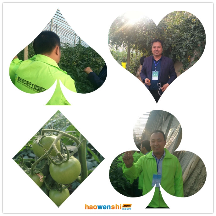 學(xué)員參觀沙培西紅柿.jpg 學(xué)員參觀沙培西紅柿.jpg