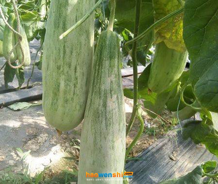 羊角脆.jpg 羊角脆.jpg