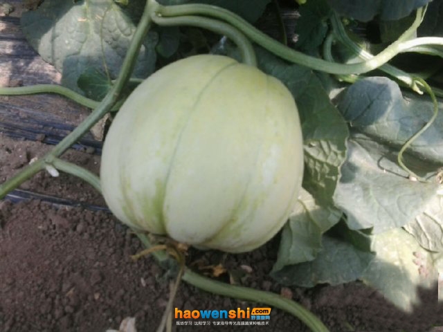 日本甜寶.jpg 日本甜寶.jpg