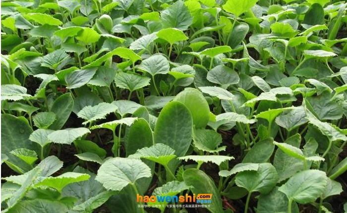 甜瓜苗.jpg 甜瓜苗.jpg