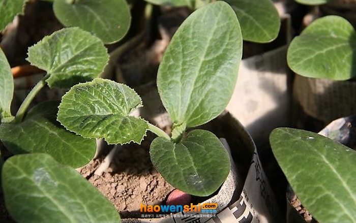 甜瓜.jpg 甜瓜.jpg