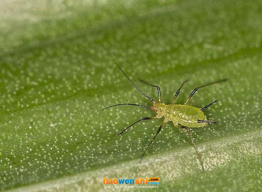 蚜蟲.jpg 蚜蟲.jpg