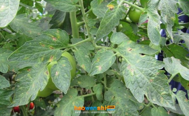 葉斑病.jpg 葉斑病.jpg