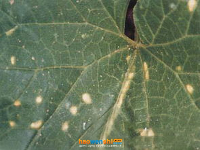 青枯病.jpg 青枯病.jpg