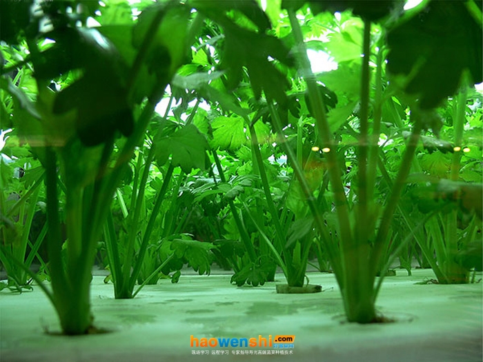 水培芹菜.jpg 水培芹菜.jpg