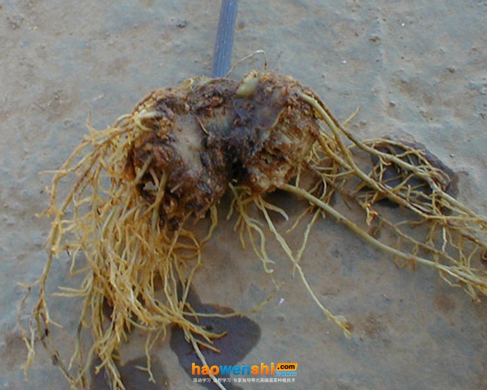 根腐病.jpg 根腐病.jpg