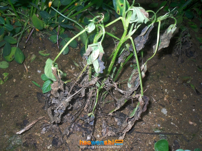 花生根腐病.jpg 花生根腐病.jpg