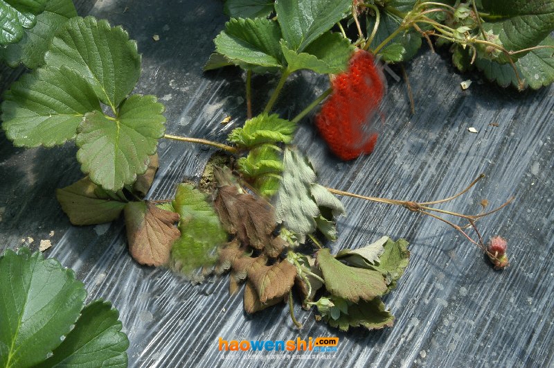 草莓根腐病.jpg 草莓根腐病.jpg