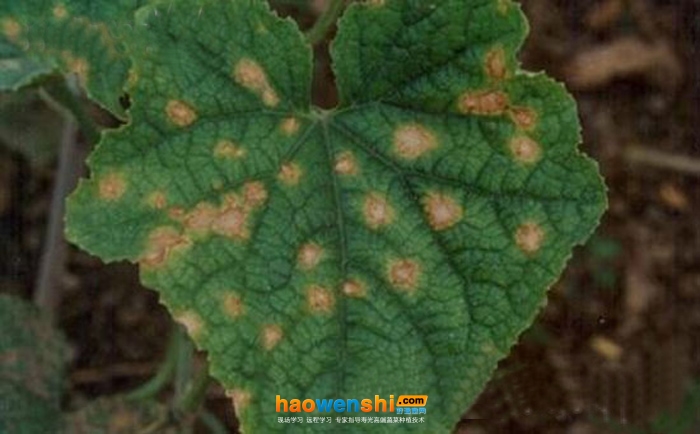 黃瓜炭疽病.jpg 黃瓜炭疽病.jpg