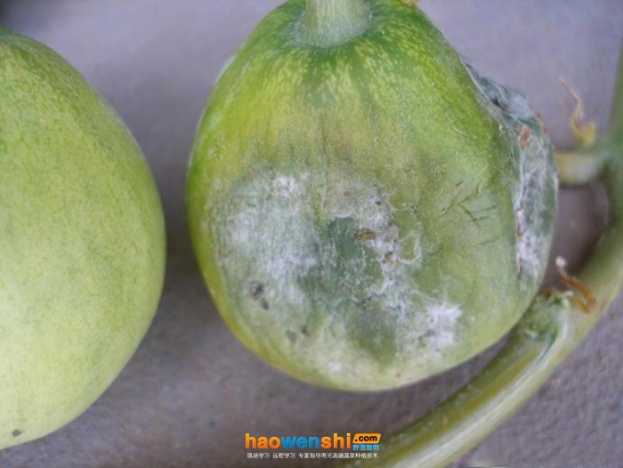 甜瓜蔓枯病.jpg 甜瓜蔓枯病.jpg