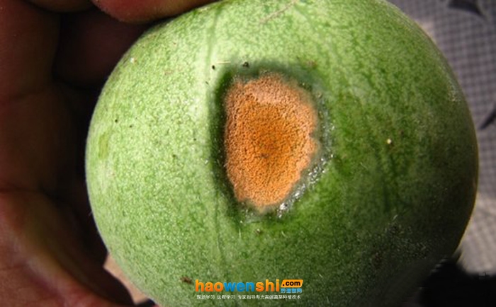 甜瓜炭疽病.jpg 甜瓜炭疽病.jpg