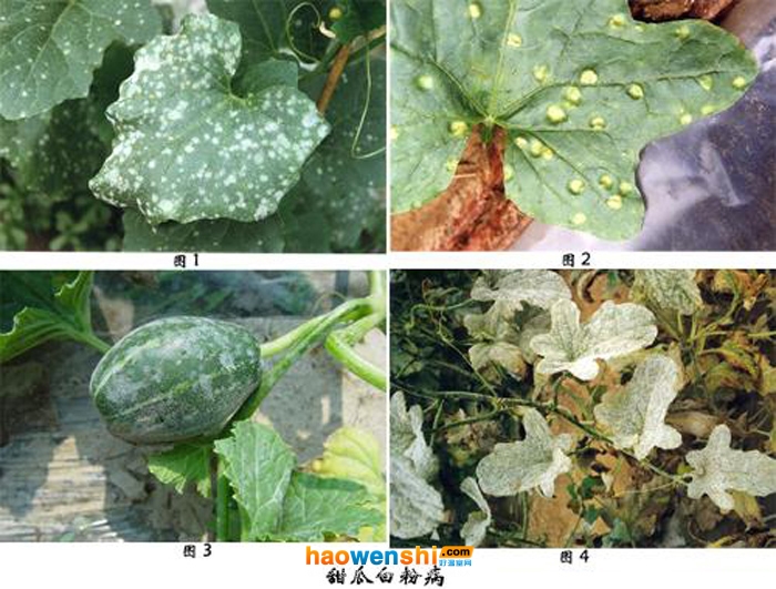 甜瓜白粉病.jpg 甜瓜白粉病.jpg