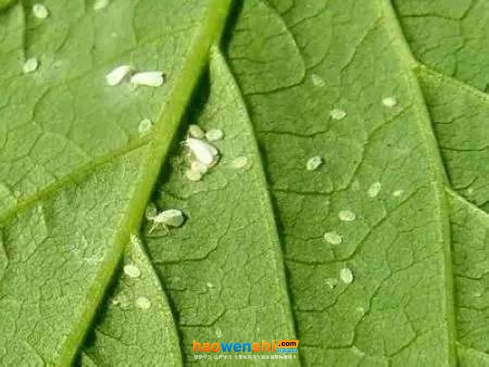 白粉虱.jpg 白粉虱.jpg