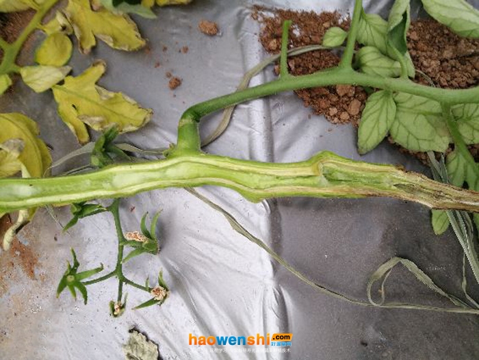 番茄青枯病.jpg 番茄青枯病.jpg