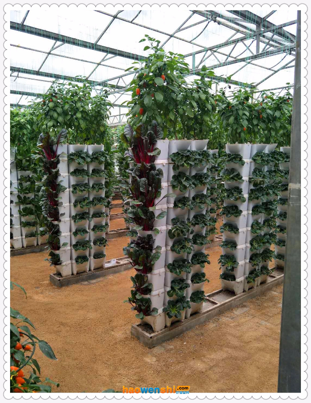 墻體栽培.jpg 墻體栽培.jpg