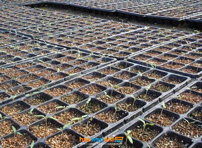 穴盤育苗.jpg 穴盤育苗.jpg