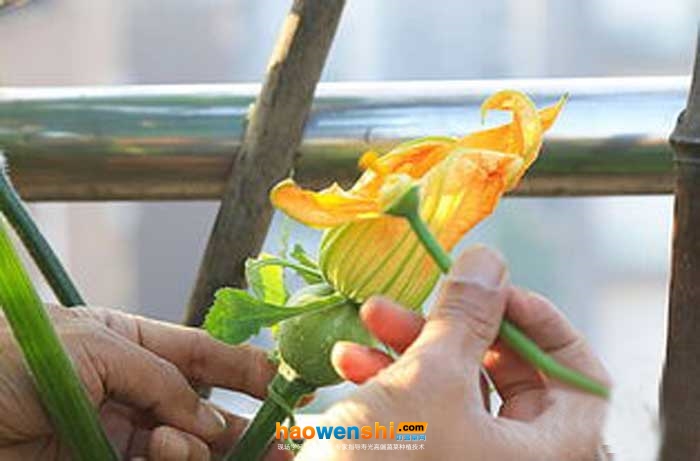 授粉.jpg 授粉.jpg