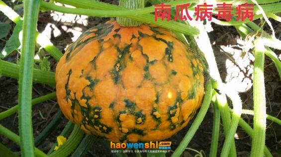 病毒病.jpg 病毒病.jpg