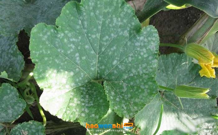 南瓜白粉病.jpg 南瓜白粉病.jpg